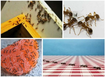Cum să obțineți furnici dintr-un apartament sau o casă