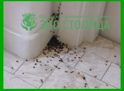 Как да се покаже мравките от апартамент или къща