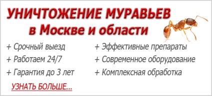 Як вивести мурах з городу народними засобами