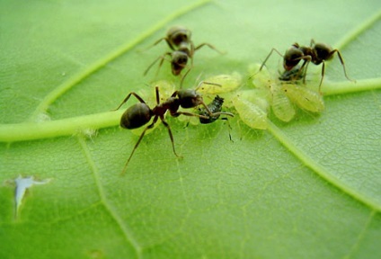 Як вивести мурах з городу народними засобами
