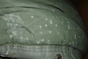Cum să eliminați mucegaiul din haine