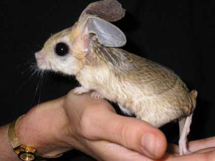 Cum trăiește jerboa și mănâncă?