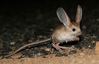 Hogyan élnek és mit esznek jerboa