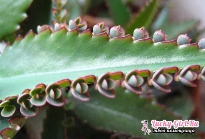 Kalanchoe de la frig