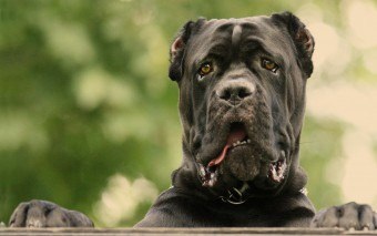 Cane Corso - un gardian de încredere și un prieten loial