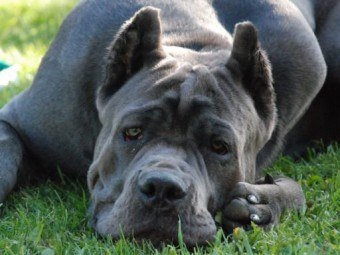 Cane Corso - un gardian de încredere și un prieten loial