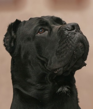 Descrierea rasei Cane Corso, prețul, caracterul, comportamentul și boala câinelui