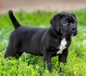 Descrierea rasei Cane Corso, prețul, caracterul, comportamentul și boala câinelui