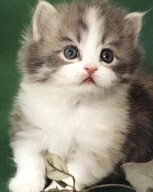 Pisica pitici napoleon - totul despre pisici si pisici cu dragoste