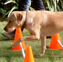 Кавалетті система тренування при дресируванні собак - дресирування собаки