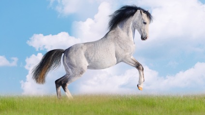 До чого сниться білий кінь по відомим сонникам