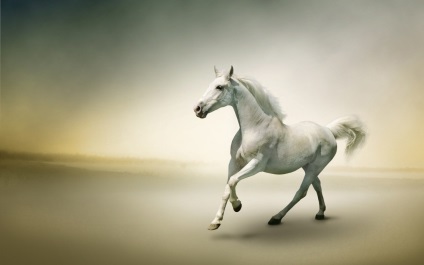 До чого сниться білий кінь по відомим сонникам