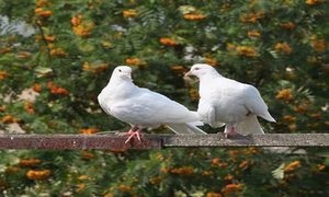 Ce este visul unui porumbel despre interpretarea viselor despre un porumbel în diferite cărți de vis?