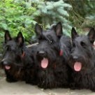До чого сниться багато чорних собак найчастіше
