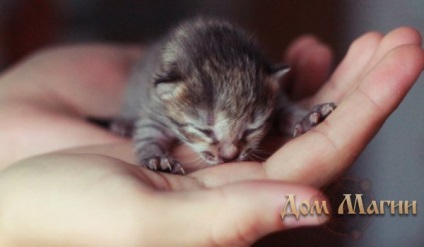 До чого сняться кошенята сонник - кошенята уві сні не найприємніший знак