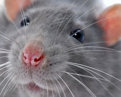 Care sunt șobolanii bolii, dificultățile, problemele cu banii și cei dragi
