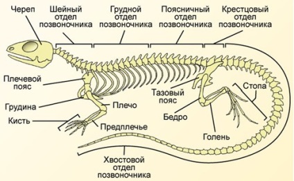 клас плазуни