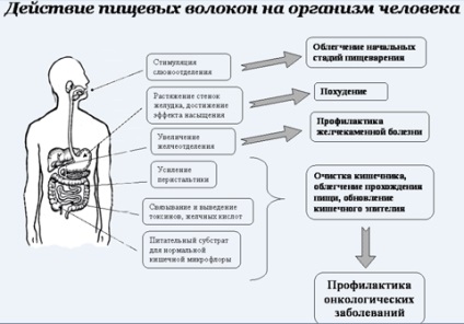 Клітковина в продуктах - таблиця змісту клітковини