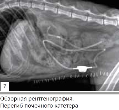 Клінічний випадок стенозу сечоводу у кота при аномалії розвитку каудальной порожнистої вени