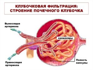 Rata de filtrare și patologia glomerulară, formule de viteză