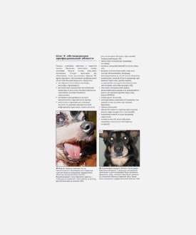 Cartea - societate stomatologică veterinară