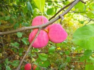 Коли яблуні з насіння (чи то пак нещеплені), починають давати смачні плоди