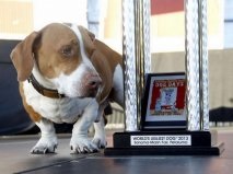 A verseny a legrondább kutya a világon - 2013 nem várt eredmény