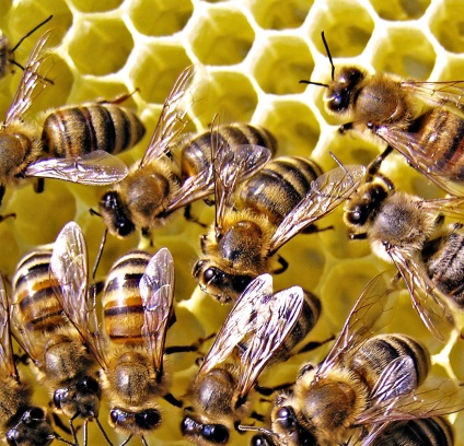 Alimente pentru albine - cum să hrănești albinele iarna și primăvara devreme în satul tău din sat