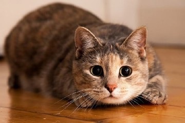 Pisicile de pisică sunt mai periculoase decât paraziții și cum să scapi de ele
