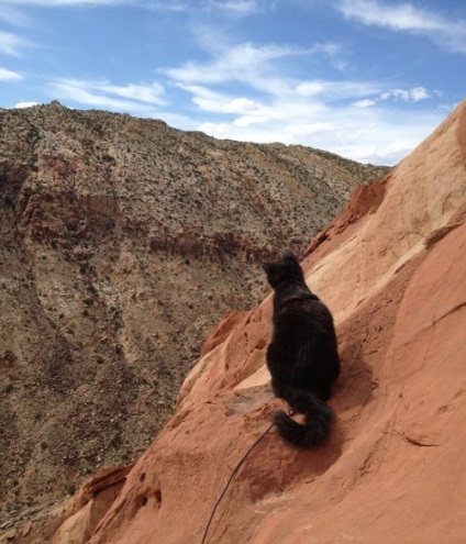 Amelia macska, szőrös társ hegymászó Craig Armstrong (21 fotó)