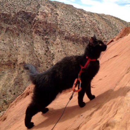Amelia macska, szőrös társ hegymászó Craig Armstrong (21 fotó)
