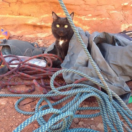 Cat Amelia, Alpinist pufos însoțitor Craig Armstrong (21 fotografii)