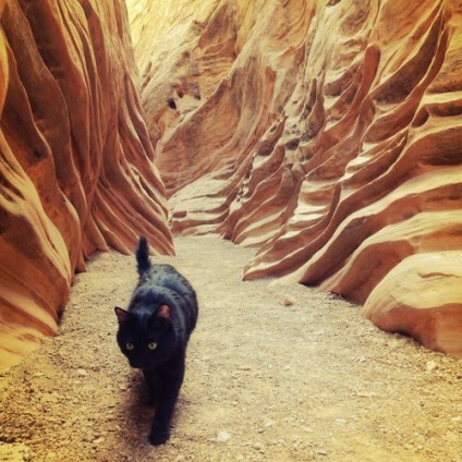 Cat Amelia, Alpinist pufos însoțitor Craig Armstrong (21 fotografii)