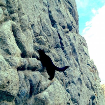 Cat Amelia, Alpinist pufos însoțitor Craig Armstrong (21 fotografii)