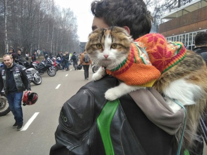 Pisica-bikersha a surprins participanții cu un mop-up în falconerii