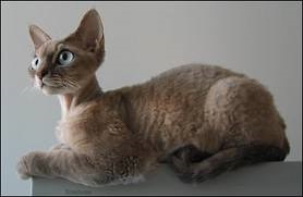 Devon Rex pisică, animalele mele