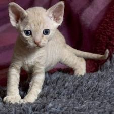 Devon Rex pisică, animalele mele