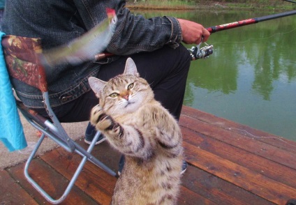 Кішки і коти рибалки купити
