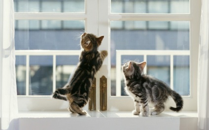 Cat ragadt a keretek között, vagy kiesett az ablakon -, hogy mit kell csinálni! Állatorvos állatorvos klinika