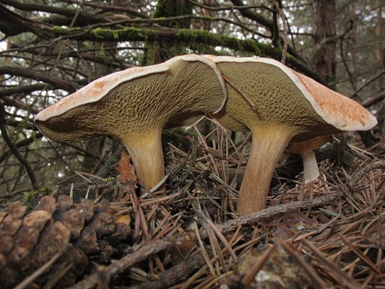 Kozljak (suillus bovinus)