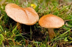 Kozljak (suillus bovinus)