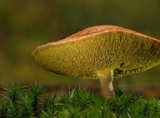 Kozljak (suillus bovinus)