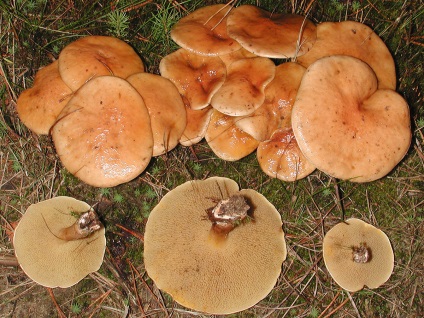 Козляк (suillus bovinus)