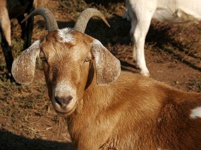 Козівництво, породи кіз, тваринництво, фото тварин