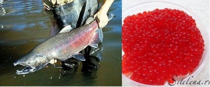 Caviar roșu cum să alegi o calitate