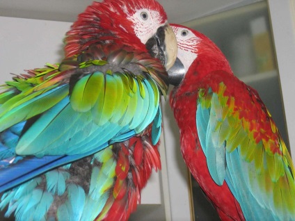 Red macaw
