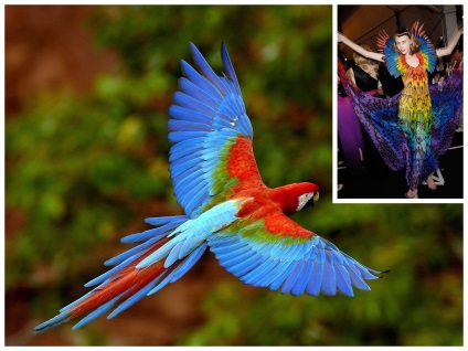 Red macaw