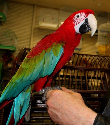 Red macaw