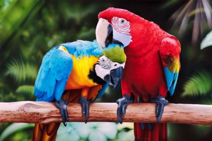 Red macaw