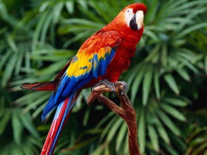 Red macaw